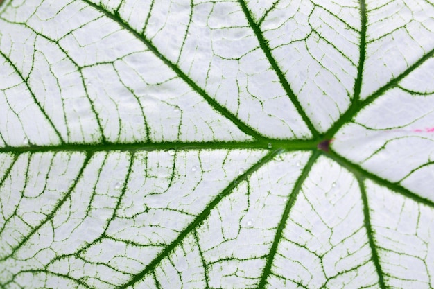 Primo piano di belle foglie di Caladium Bicolor