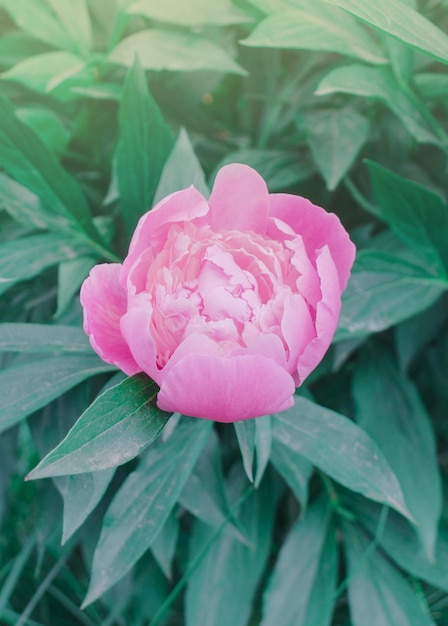 Primo piano di belle peonie rosa fiore Peonie rosa in giardino Peonia rosa bella fresca