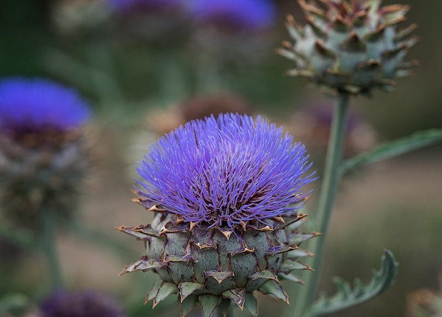 Primo piano di bellezza con fiore di cardo gigante e sfondo sfocato