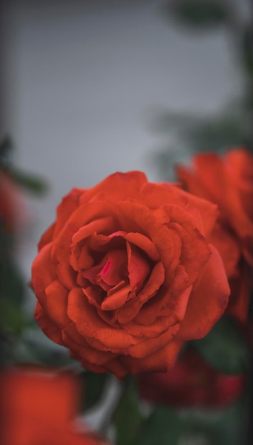 Primo piano di bellezza con rosa naturale rossa