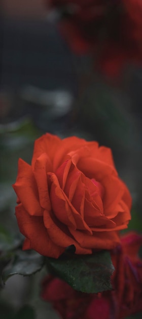 Primo piano di bellezza in verticale con rosa naturale rossa.