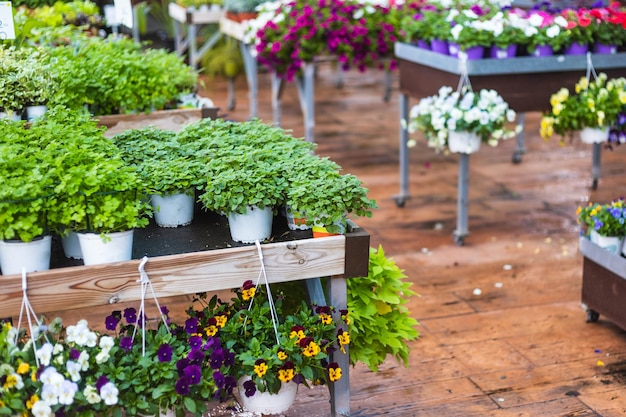 Primo piano di bellissime piante verdi di prezzemolo e fiori di primavera pansies per la vendita in un centro giardino