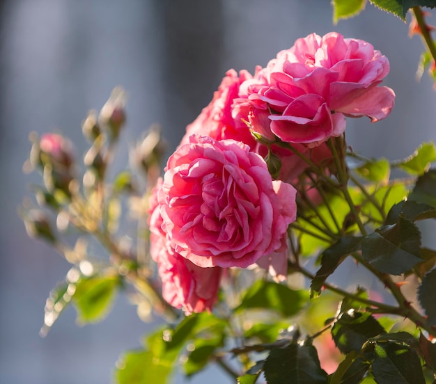 Primo piano di bellissime rose rosa in giardino nella soleggiata giornata estiva