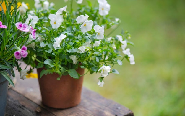 primo piano di bellissimi e delicati fiori bianchi di viola in un vaso che fiorisce in un giardino