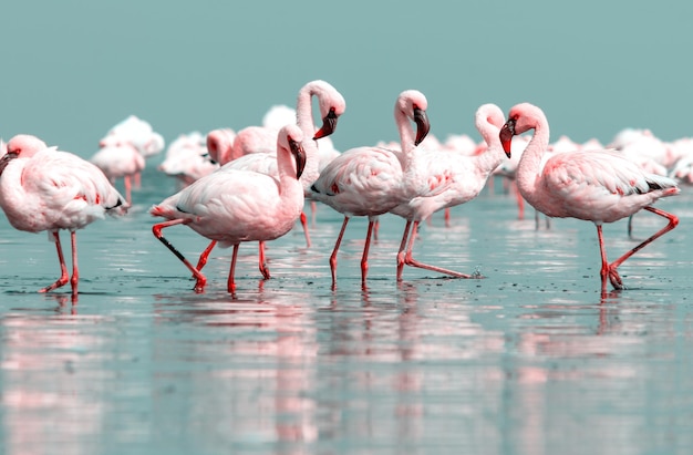 Primo piano di bellissimi fenicotteri africani che sono in piedi in acqua ferma con la riflessione. Namibia