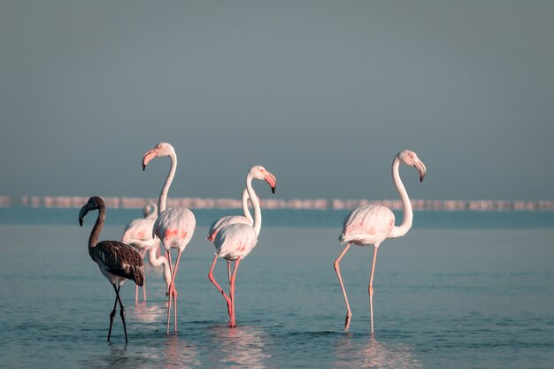 Primo piano di bellissimi fenicotteri africani che sono in piedi in acqua ferma con la riflessione. Namibia