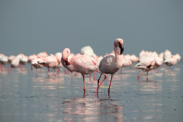 Primo piano di bellissimi fenicotteri africani che sono in piedi in acqua ferma con riflessi