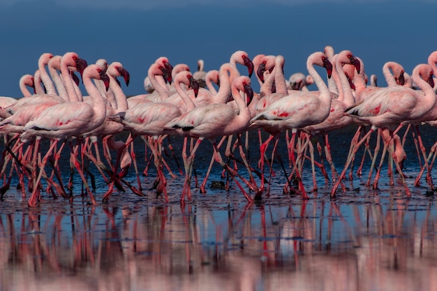 Primo piano di bellissimi fenicotteri africani che sono in piedi in acqua ferma con riflessi