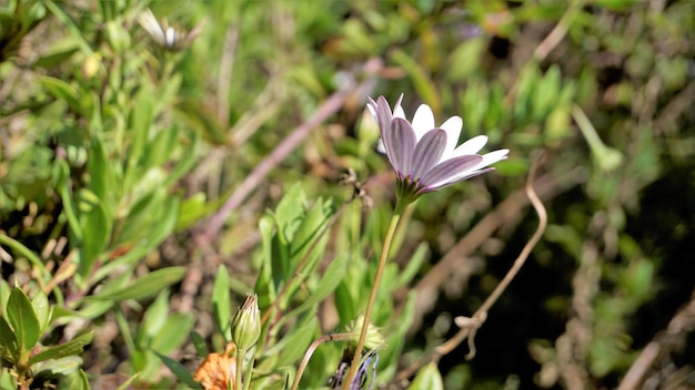 Primo piano di bellissimi fiori bianchi di Dimorphotheca pluvialis noto anche come Cape rain daisy marigold profeta meteo White Namaqualand daisy ecc