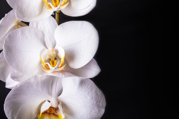 Primo piano di bellissimi fiori bianchi di orchidea phalaenopsis su sfondo nero Piante da interni decorazioni per la casa Messa a fuoco selettiva Spazio Gopy