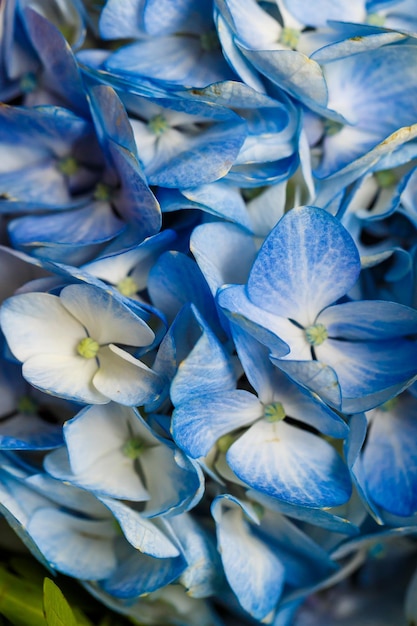 Primo piano di bellissimi fiori dal vivo Fiori con petali grandi