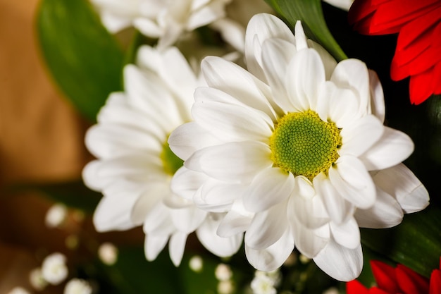 Primo piano di bellissimi fiori dal vivo Fiori con petali grandi