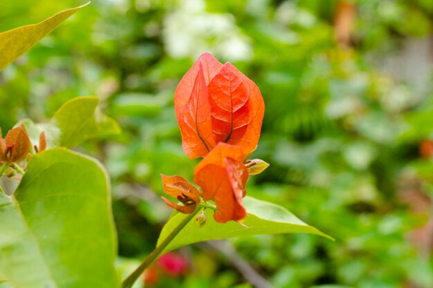 Primo piano di bellissimi fiori di bouganville arancioni