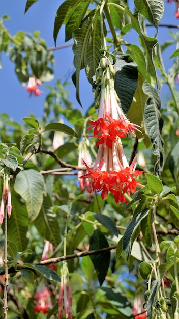 Primo piano di bellissimi fiori di Fuchsia boliviana Carriere noto anche come fucsia boliviana