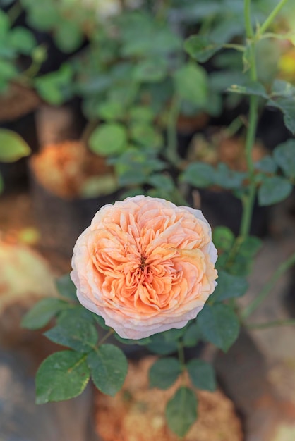 Primo piano di bellissimi fiori di rosa freschi nel giardino verde