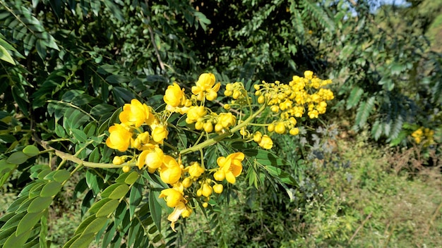 Primo piano di bellissimi fiori di Senna spectabilis noto come Casia amarilla Whitebark senna doccia gialla