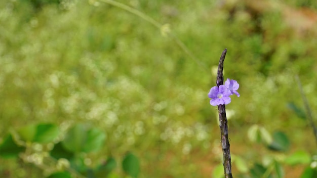 Primo piano di bellissimi fiori di Stachytarpheta jamaicensis noto anche come serpente blu chiaro Porterweed blu ecc