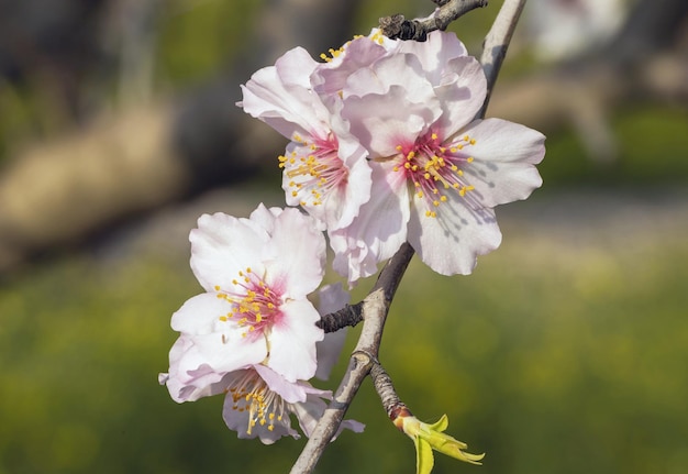 Primo piano di bellissimi fiori rosa bianchi di un mandorlo in fiore in un frutteto di mandorle