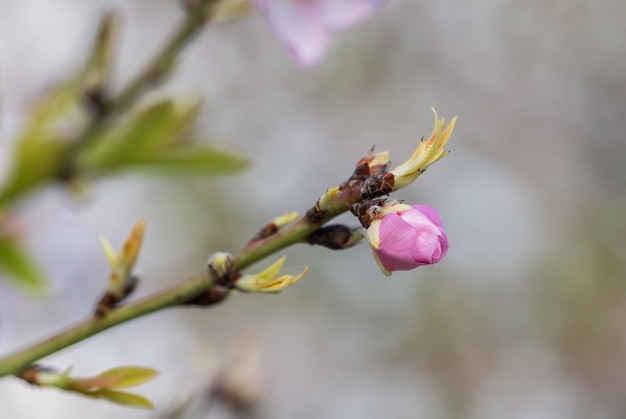 Primo piano di bellissimi fiori rosa bianchi di un mandorlo in fiore in un frutteto di mandorle