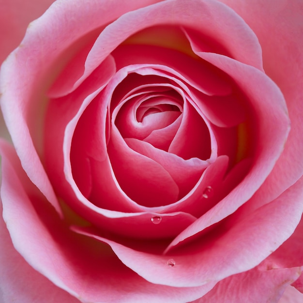 Primo piano di bellissimi fiori rosa dettaglio