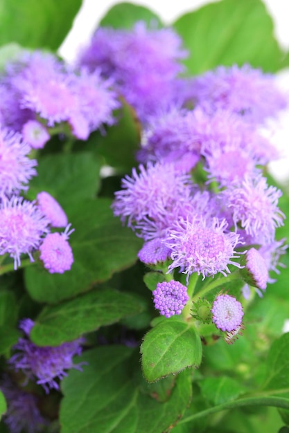 Primo piano di bellissimi fiori