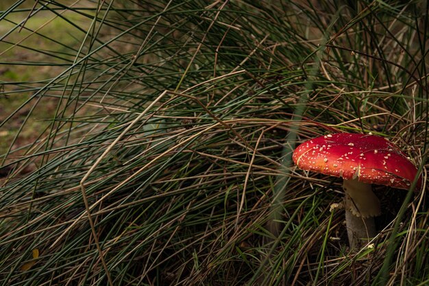 Primo piano di bello fungo rosso della mosca nell'erba