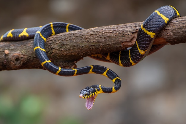 Primo piano di Boiga dendrophila