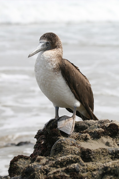 Primo piano di booby Blue-footed