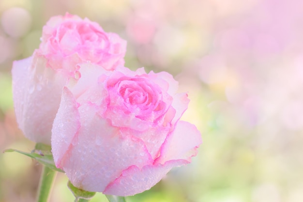 Primo piano di bouquet di rose rosa su sfondo rosa chiaro filtro morbido