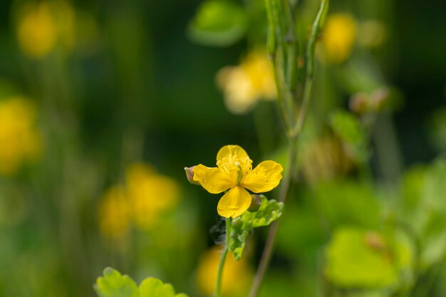 primo piano di buttercups sullo sfondo sfocato verde