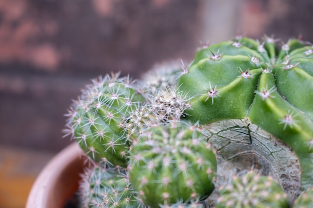 Primo piano di cactus, Echinopsis eyriesii è una specie di cactus del genere Echinopsis. cactus per la decorazione