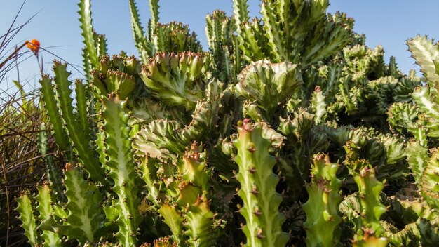 Primo piano di cactus. fiori spinosi verdi