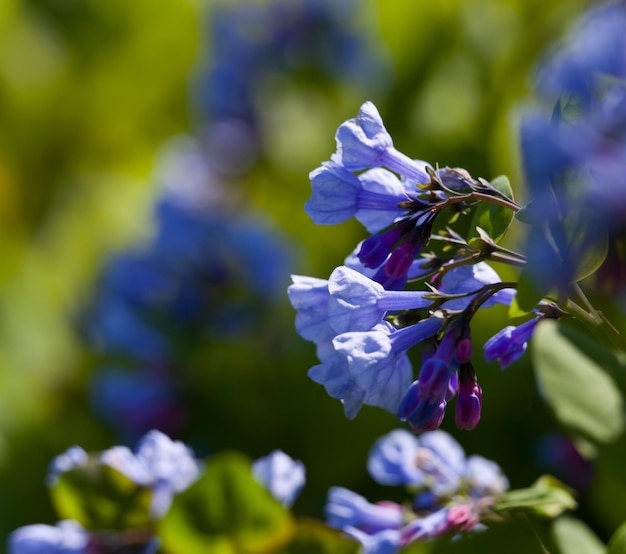 Primo piano di campanule in aprile