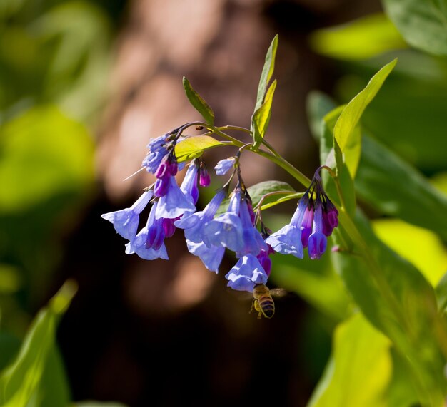 Primo piano di campanule in aprile