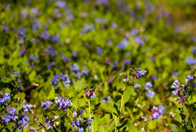 Primo piano di campanule in aprile