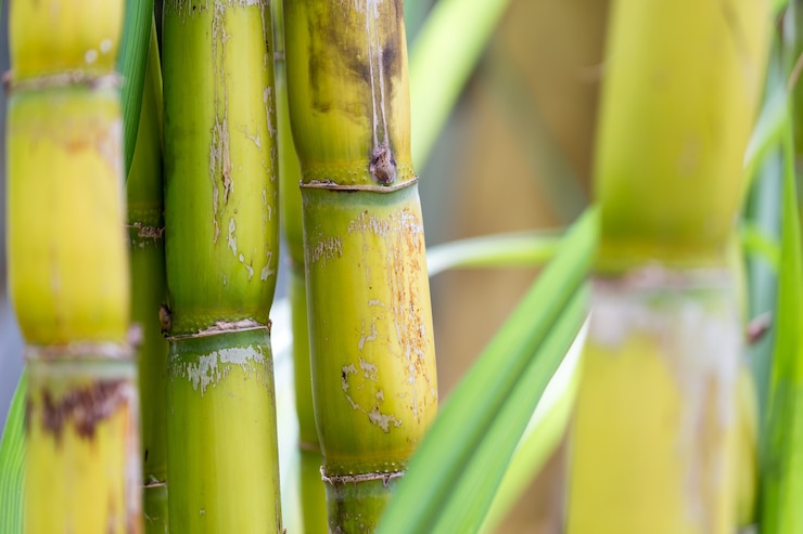 Foto primo piano di canna da zucchero con sfondo foglia verde blu