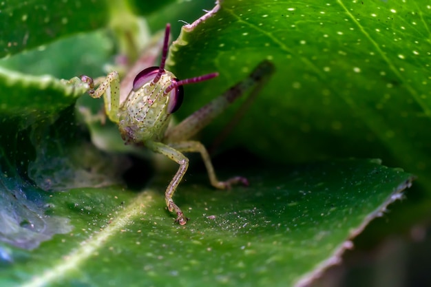 Primo piano di cavalletta su una foglia in natura