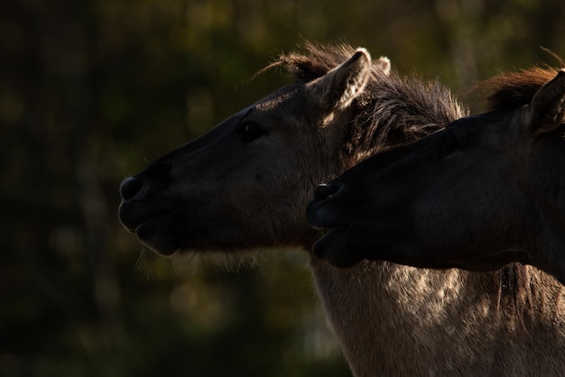 Primo piano di cavalli di razza pura nel tramonto piccola profondità di campo