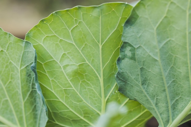 Primo piano di cavolo verde fresco nell'orto