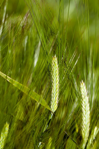 Primo piano di cereali verdi