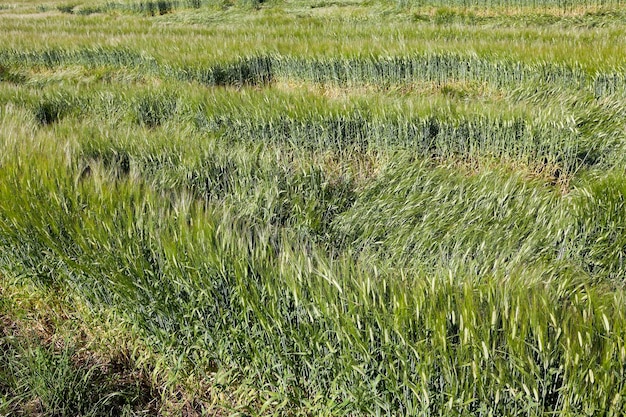 Primo piano di cereali verdi