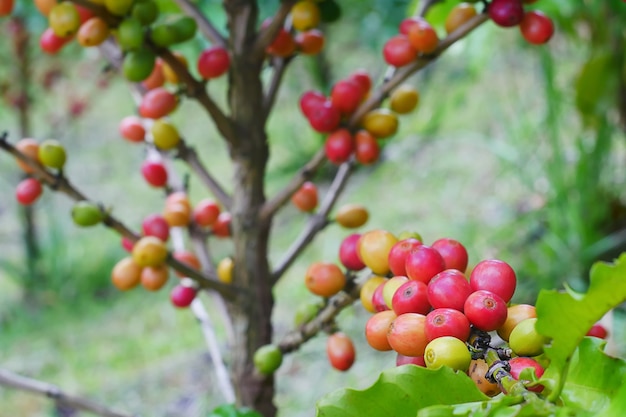 Primo piano di chicchi di caffè di ciliegia sul ramo della pianta del caffè prima della raccolta