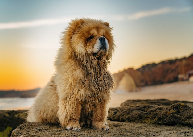 Primo piano di chow chow ritratto al tramonto in spiaggia in Algarve, Portogallo