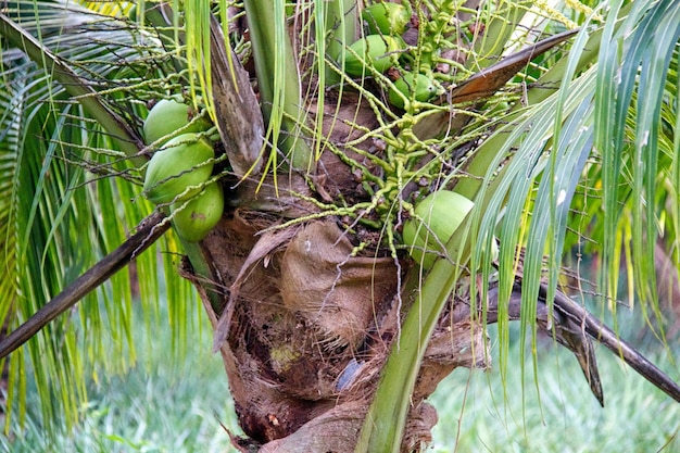 Primo piano di cocco tropicale