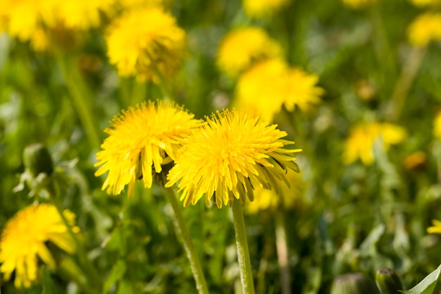 Primo piano di colore giallo del dente di leone del bel fiore