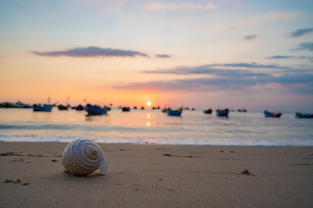 Primo piano di conchiglie sulla spiaggia tropicale Conchiglie sulla spiaggia con tramonto e barca