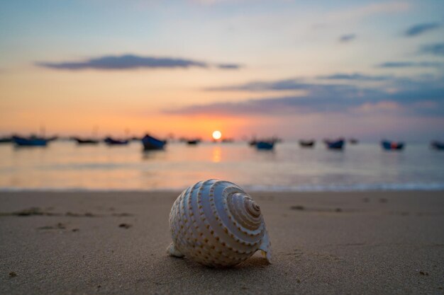 Primo piano di conchiglie sulla spiaggia tropicale Conchiglie sulla spiaggia con tramonto e barca