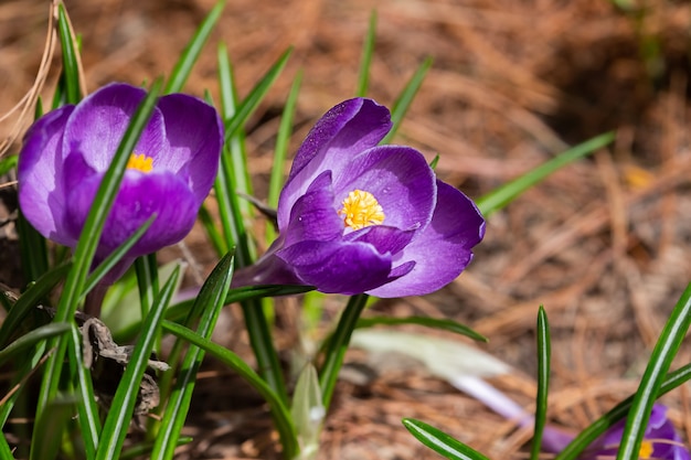 Primo piano di crochi in fiore viola nella primavera del parco. Messa a fuoco selettiva. Sfondo sfocato.