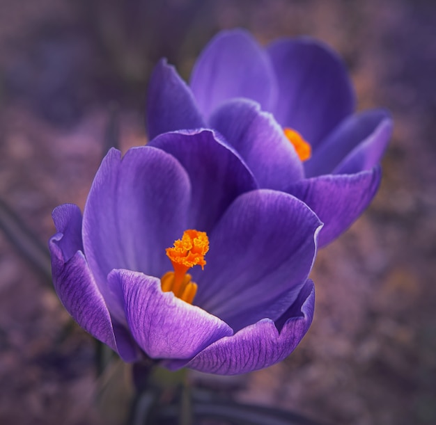 Primo piano di crochi viola saturati teneri e luminosi di primavera