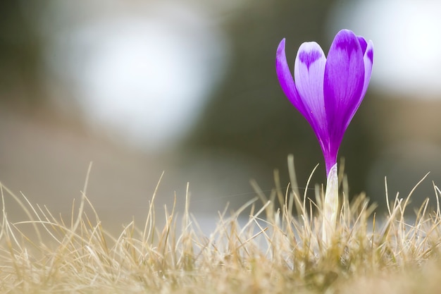 Primo piano di croco viola brillante meravigliosamente fiorito che sta fiero da solo nell'erba asciutta, incontrante il sole di mattina in montagne carpatiche. Protezione della natura e concetto di bellezza della vita.